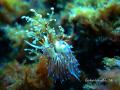 DSC05526-1
