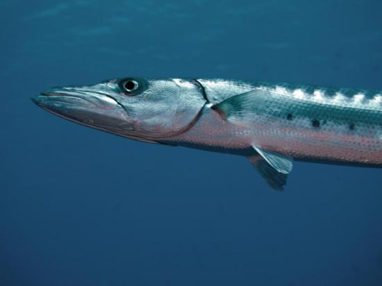 P5304821